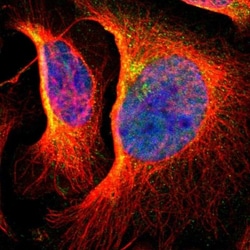 RSK4 Antibody, Novus Biologicals:Antibodies:Primary Antibodies